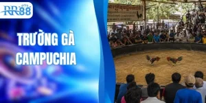 Trường Gà Campuchia - Khám Phá Những Điểm Nổi Bật Nhất